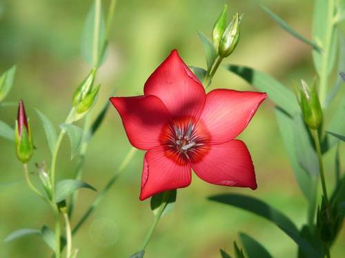 Цветок льна (Linum grandiflorum)