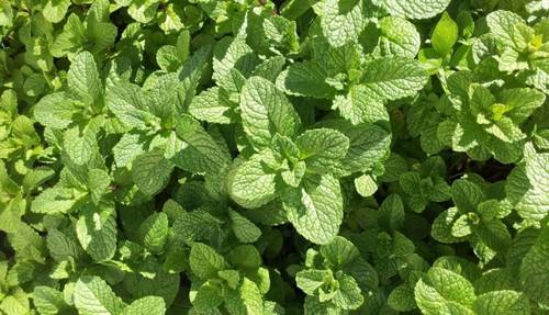 Как вырастить пряные травы? Мята и розмарин, базилик, душица и майоран