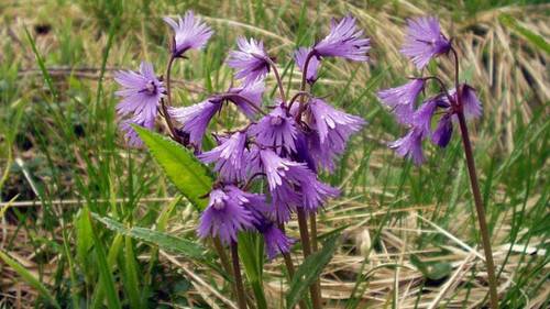 Soldanella alpina