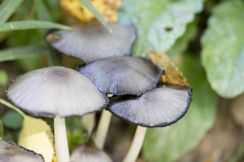 Какие грибы опасны для жизни? Часть 2