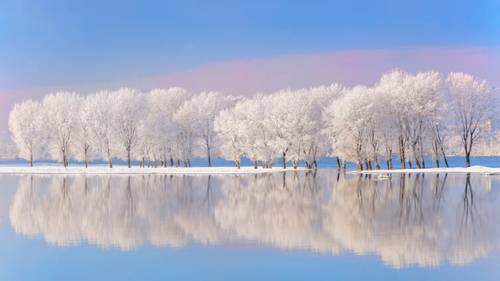 Зимняя природа: как возникает изморозь?