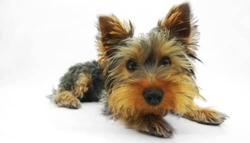 Как приучить йорка к туалету?