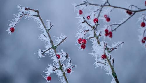 Как образуется иней и из чего он состоит?