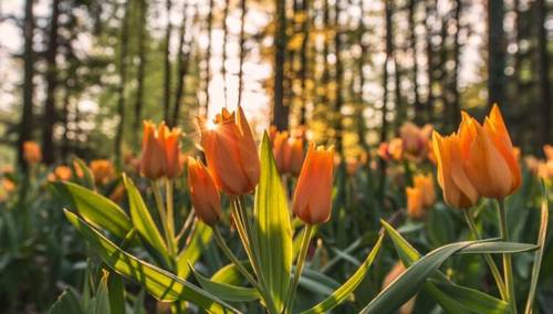 ​Как влияет весна на нашу жизнь?