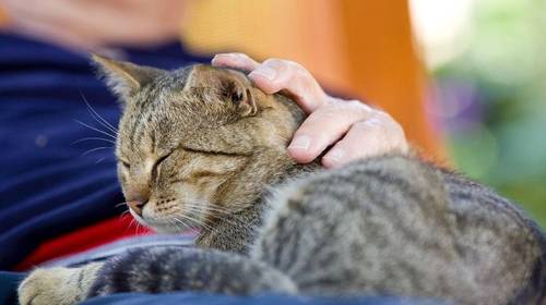 Кошачий «массаж». Почему коты любят топтать лапками?