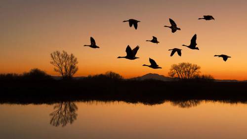 Кто такие «Дикие гуси»?