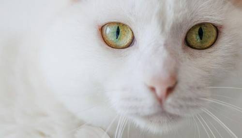 Французская кухня по-кошачьи. Как услышать того, кто не умеет говорить?