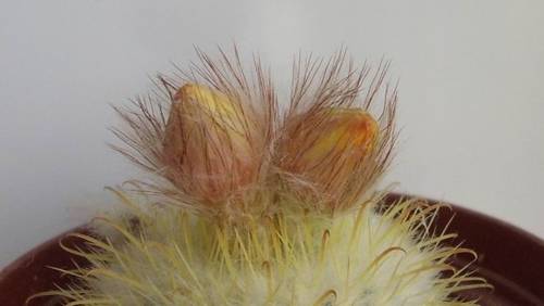 Пробуждение...