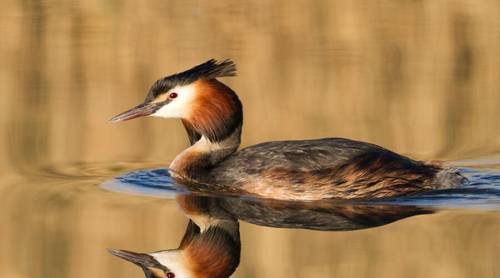 Нырок (поганка). Может нырять на глубину до 25 метров