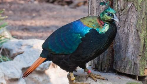 Гималайские аристократы. Часть 1. Как поразить публику?