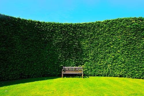 Живая изгородь: как сделать ограду «из ничего» и даром?