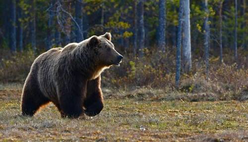 Как спастись от медведя в лесу и вблизи жилья?