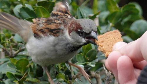 Предприимчивый воробей. Часть 2. Кто откроет секрет?