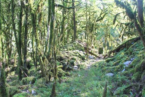 Самшитовый лес в окрестностях села Солох-Аул
