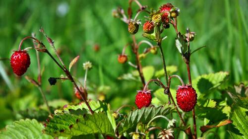 Что за праздник Варнава-земляничник?