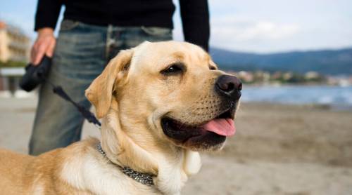 Что умеет собака породы лабрадор?