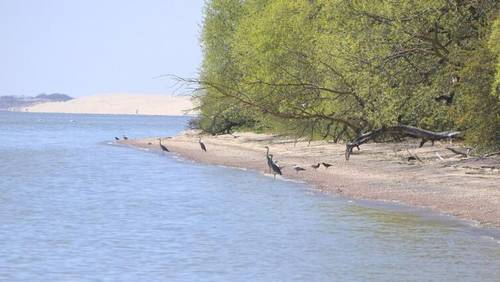 Вид Куршской косы у Рыбачьего посёлка