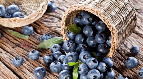 Как выращивать голубику?