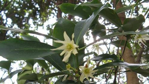 Бадьян анисовый (Illicium anisatum)