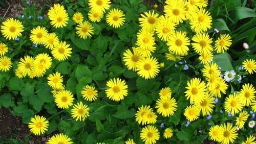 Дороникум - солнечный цветок