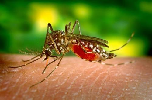 Чего боятся комары?