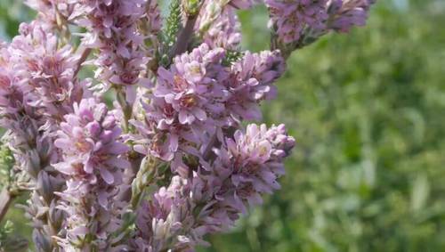 Розовое облако в вашем саду. Как ухаживать за мирикарией?