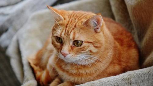 Утро Василия, или Что загадать на Новый год?