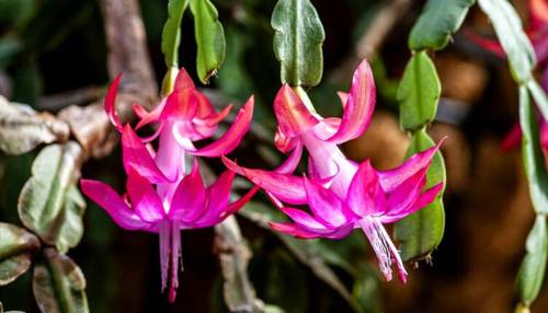 Как лист декабриста расскажет о его проблемах со здоровьем?