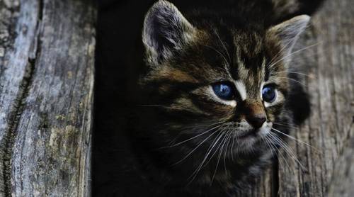 Весенние приключения: стоит ли ходить по тонкому льду?