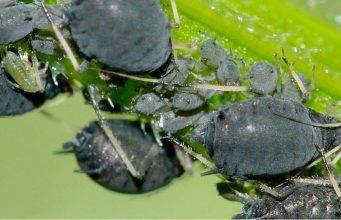 Afidi E Pidocchi I Migliori Rimedi Naturali Per Sbarazzarsene Ambiente Bio