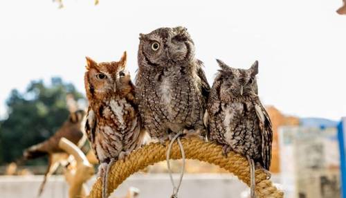 У каких птиц есть свой парламент?