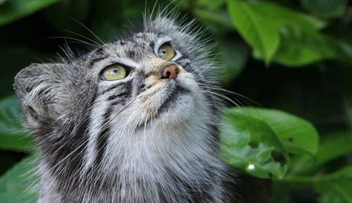 Улыбка манула. Часть 1. С кем дружат палласовы коты?