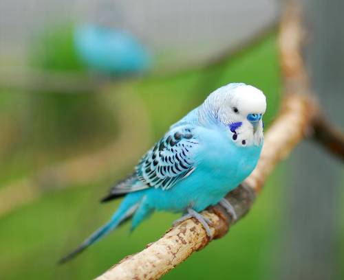 Как выбрать говорящего волнистого попугая? Личный опыт