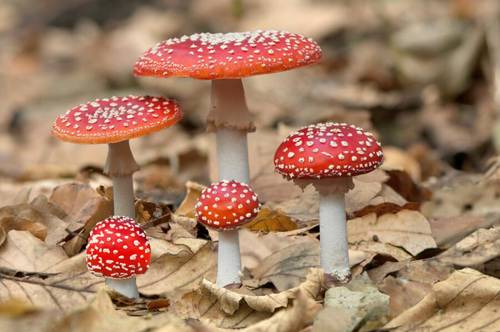 Какие грибы опасны для жизни? Часть 1