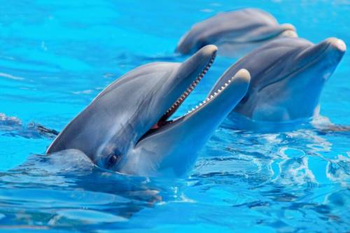 Викторина о китах и дельфинах - 5. А дельфины добрые?
