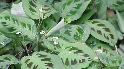 Maranta leuconeura