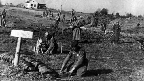 Советские саперы с собаками ведут разминирование