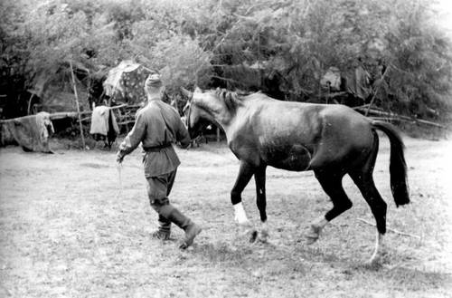 Боец РККА ведет лошадь после осмотра у ветеринарного врача. 1944-1945 гг.