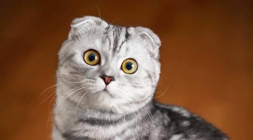 Шотландская вислоухая кошка: как ухаживать?