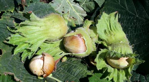 Как погадать на Ореховый Спас?