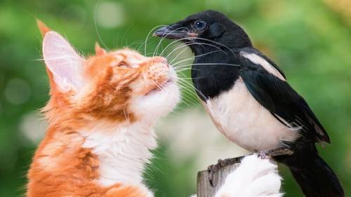Как люди и птицы могут помочь друг другу?