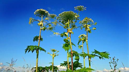 Как получать многогранную пользу от борщевика?