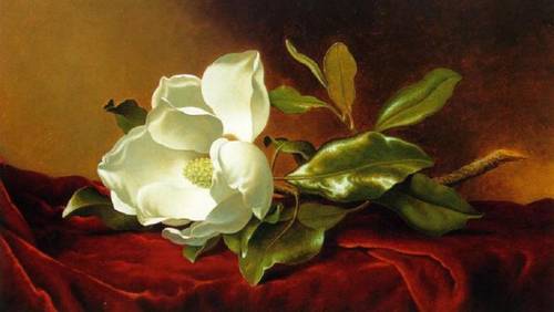 A Magnolia on Red Velvet