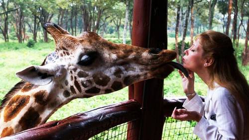 Любят ли жирафы целоваться?