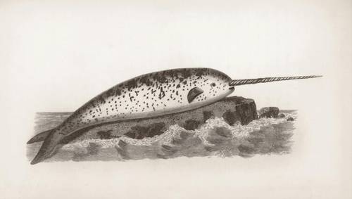 Полярный единорог - миф или реальность? Правдиво о нарвале