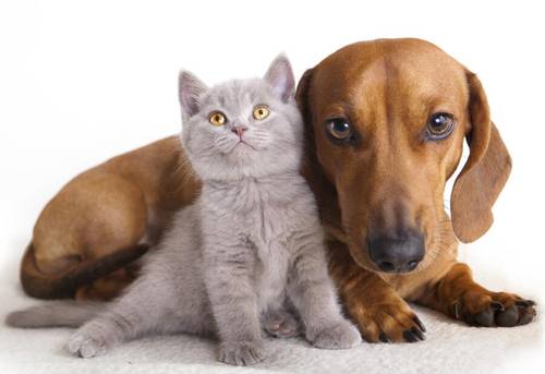 В чем причина запоров у кошек и собак?