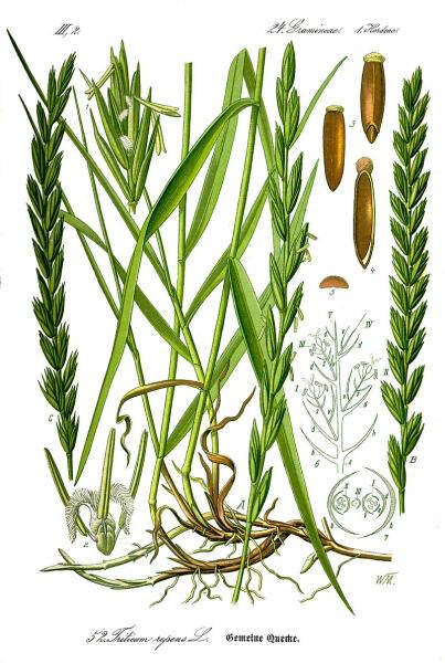 Ботаническая иллюстрация из книги О. В. Томе Flora von Deutschland, Österreich und der Schweiz, 1885 г.