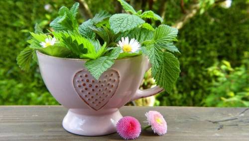 Как правильно заваривать и пить травяные чаи и сборы?