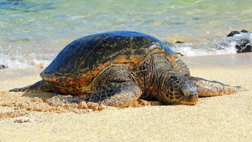 Почему зеленая морская черепаха оказалась под угрозой вымирания?