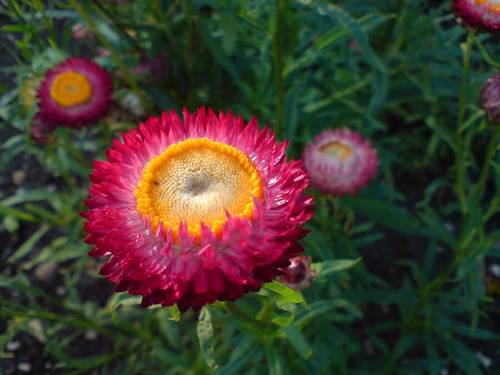 Гелихризум (Helichrysum bracteatum)